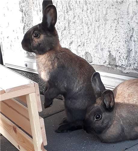 Ivo und Isabella wurden auf einer der Pflegestellen geboren. Foto: privat