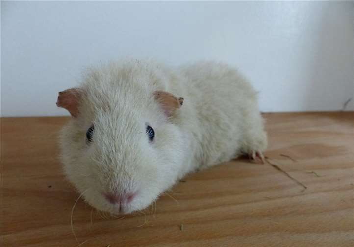 Ivory ist männlich und 2015 geboren. privat