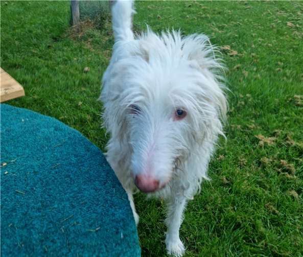 Jabo möchte wieder einen sicheren Hafen finden.  Foto: Sybill Limbach