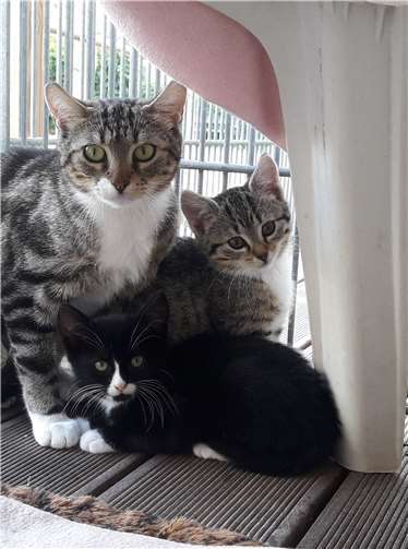 Jacinas Kitten.