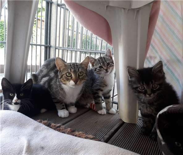Jacinas Kitten suchen ein Zuhause.