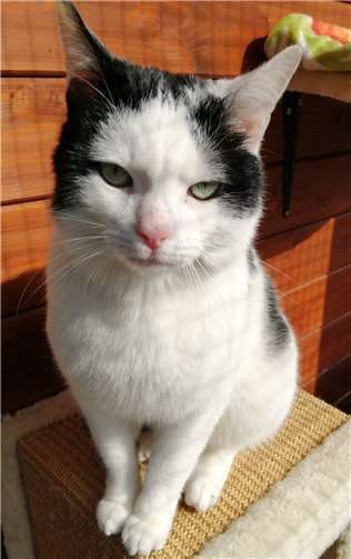 Jack.  Fotos: privat