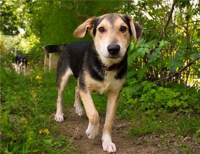 Jack kam mit seinen Geschwistern ins Tierheim.