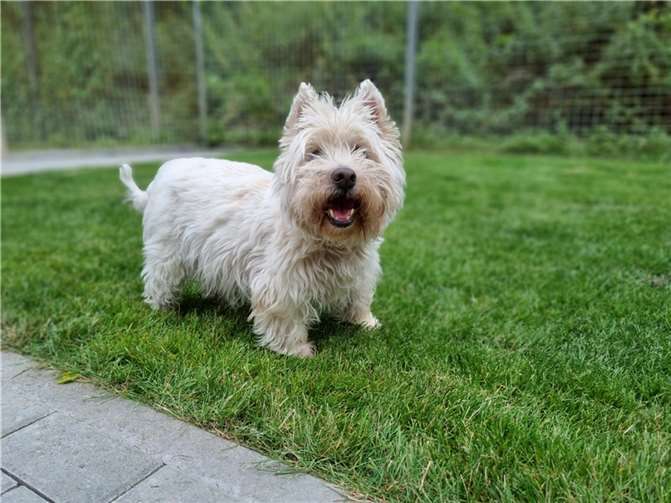 Jamie ist derzeit im Mayener Tierheim untergebracht.  Foto: privat