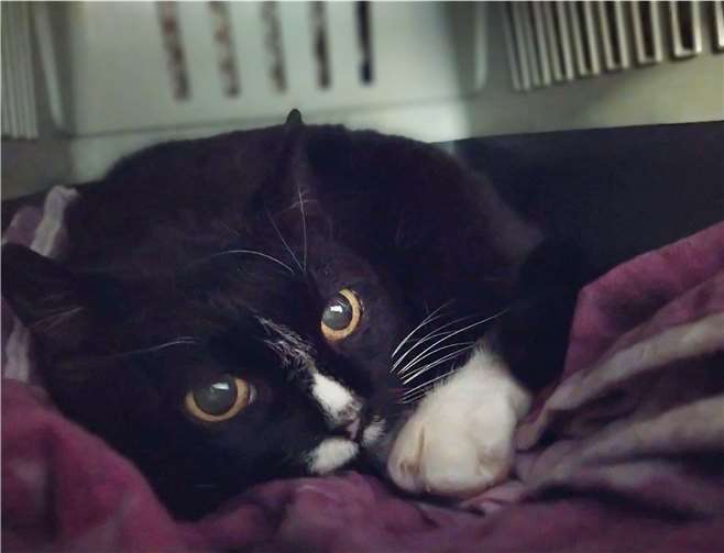 Jamie.Quelle: Tierheim u. TierschutzvereinKreis Ahrweiler e.V.