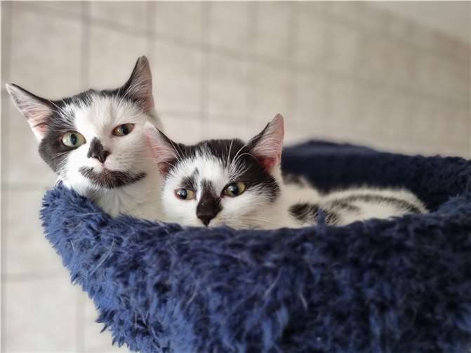 Jana und Janka suchen ein Zuhause.  Foto: Sybill Limbach