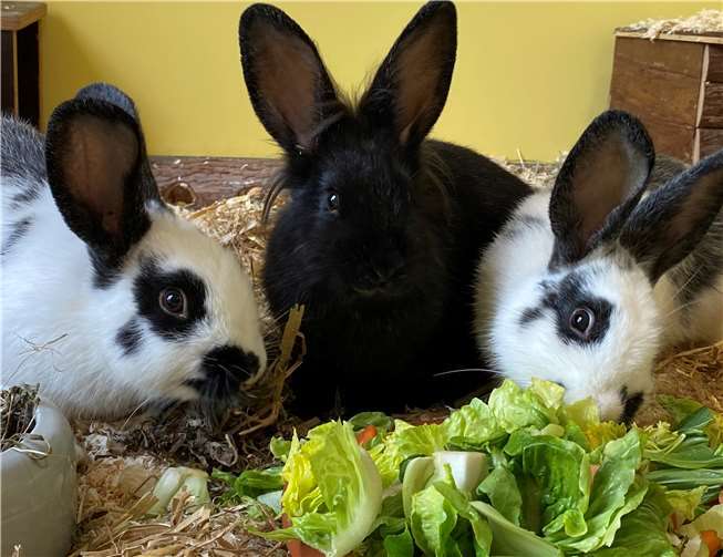 Jax, Chibs & Opie suchen ein artgerechtes Zuhause. Fotos: Tierheim Andernach