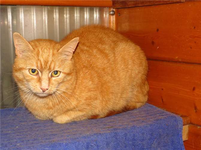 Zwei Samtpfoten suchen nette Menschen  Jean Pierre. Fotos: privat