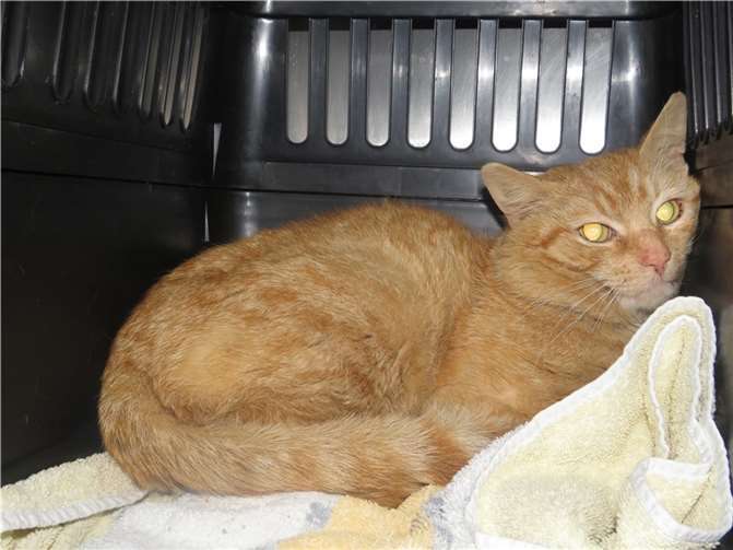 Jean-Pierreist noch schüchtern, lässt sich aber anfassen.Fotos: Katzenhilfe Westerwald e.V.