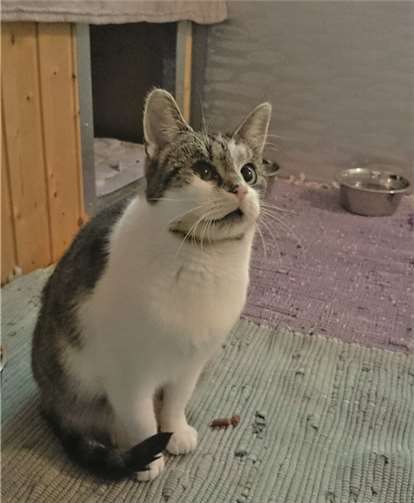 Jeannie ist nun bereit, in ein ruhiges Zuhause umzuziehen. privat