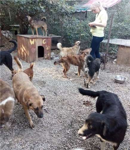 Jede einzelne Hundeseele ist es wert, dafür alles zu geben- so denkt nicht nur die Leiterin des rumänischen Tierheims.Fotos: privat