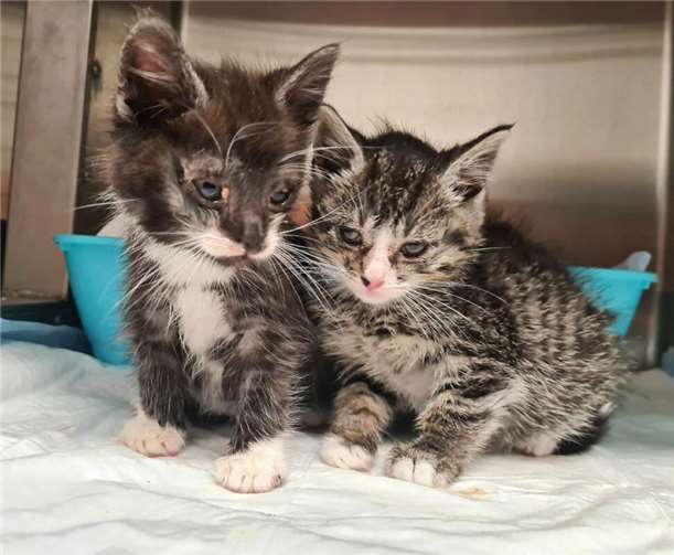Jeder Einzelne kann sich für Straßenkatzen stark machen.Foto: Tierschutzverein Mühlhausen