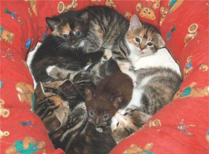 Jedes Jahr bricht über Tierheime und Tierschutzvereine eine Flut an Katzenwelpen herein.