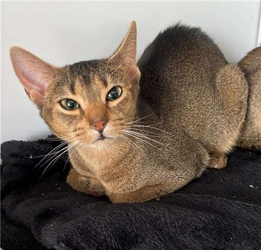 Jenny freut sich auf ein neues Zuhause.  Foto: privat