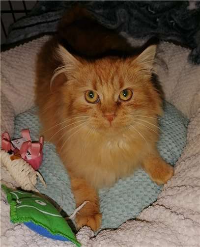 Jerry. Fotos: privat