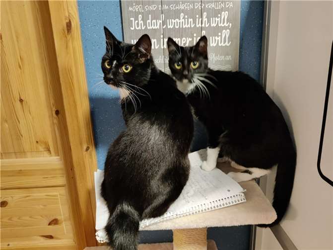 Jerry (links) und Penelope.  Foto: privat