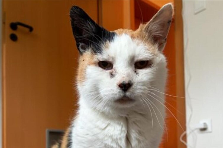 Jessica ist eine bescheidene und zurückhaltende Katze. Foto: Sybill Limbach 