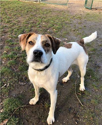 Jette kommt mit allen Artgenossen zurecht.Foto: privat