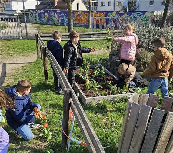 Jetzt im Frühjahr sah man die Tulpen nach und nach aus dem Boden sprießen und pünktlich vor den Ferien wurden sie nun fast täglich von den Kindern der Fuchsklasse geschnitten, die Zwiebeln ausgegraben und zum Trocknen gelegt. Foto: privat