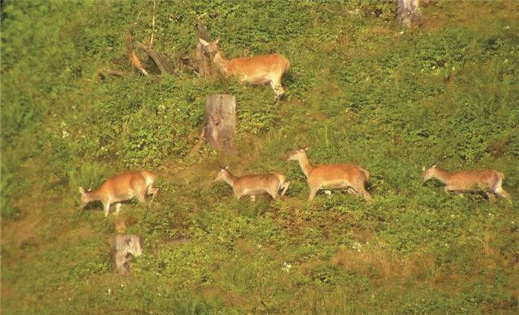 Jetzt ist die Zeit, in der sich die wild lebenden Tiere eine Fettschicht für den Winter anfressen müssen. privat