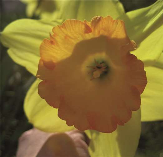 Jetzt stehen die Narzissen in voller Blüte. HMO