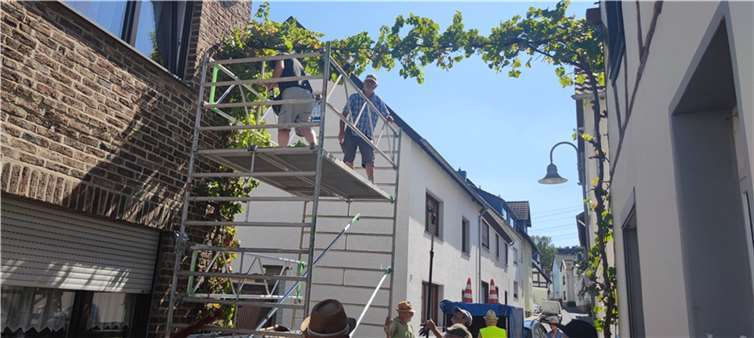 Heinzelmännchen bei der Arbeit Jetzt wurden die Trauben geerntet, sie hatten schon mehr als 80 Grad Oechsle.