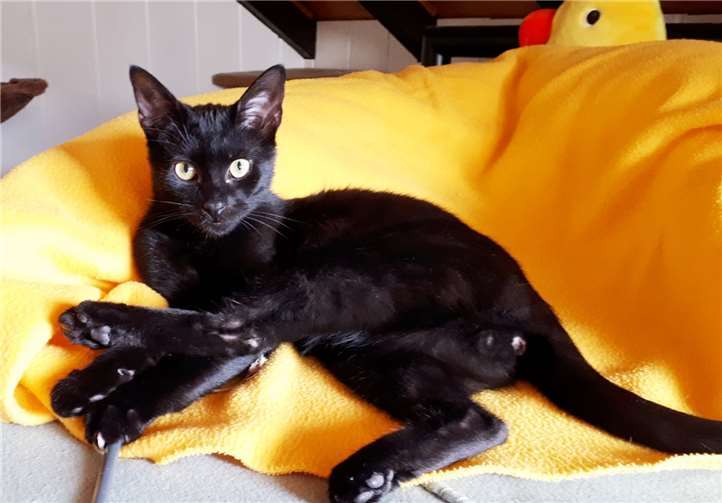 Jimmy ist noch etwas scheu, mag noch nicht gestreichelt werden. Foto: privat