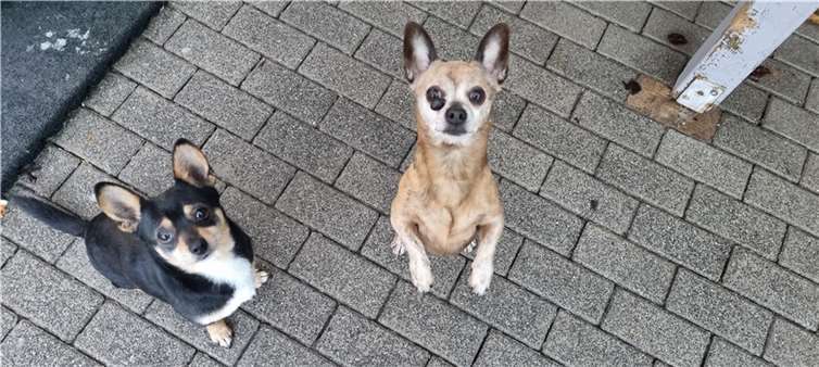 Joey und Lucky. Fotos: privat