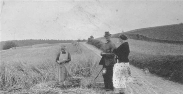 Johann Josef Mies aus Ramersbach (Jahrgang 1864) mit seiner Frau Gertrud bei der Getreideernte von Hand. Im Hintergrund sind schon aufgestellte Garben als „Kaaste“ zu sehen. Vorne liegen noch die Garben die mit einem Strohbüschel von Hand gebunden sind.privat