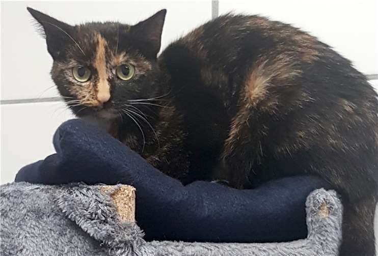 Johanne sucht verständnisvolle Menschen. privat