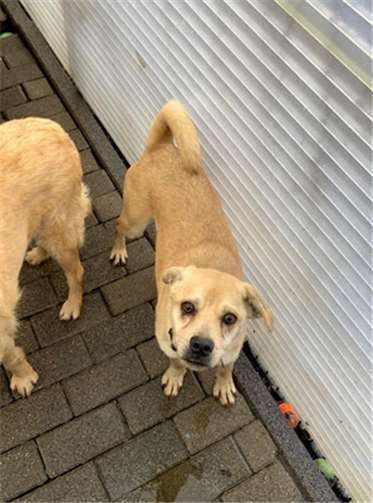 Johnny ist Menschen gegenüber sehr freundlich, zugewandt, schmusig.