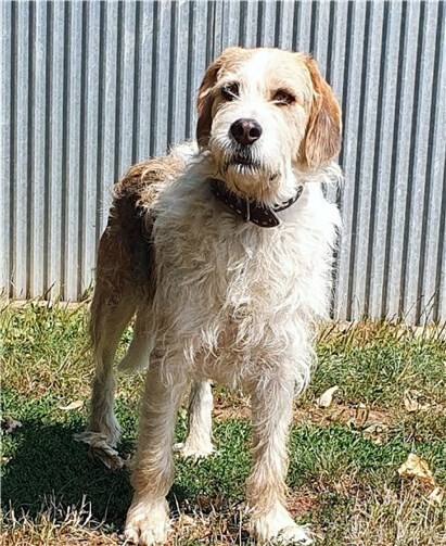 Jorge ist ein ganz tolles Kerlchen. Foto: Tierheim u. Tierschutzverein Kreis Ahrweiler e.V.