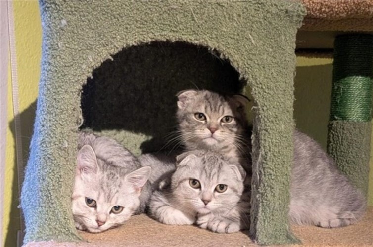 Joey, Josie und Jazzy: Scottish Fold-BKH Mix Katzen suchen Körbchen für immer