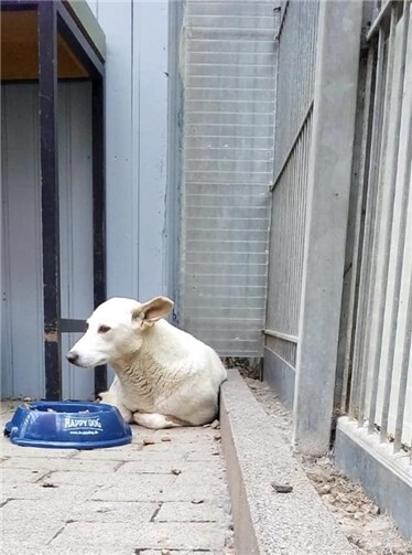 Josie ist noch sehr scheu und zurückhaltend.