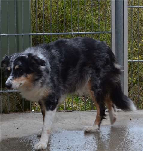 Josy. Fotos: Tierheim