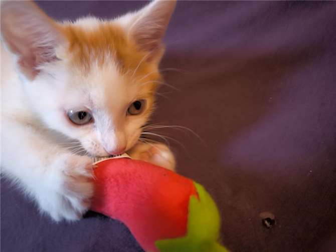 Joy.  Foto: privat