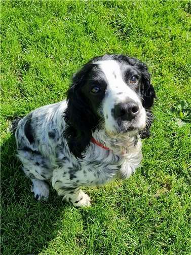 „Joy“ aus dem Tierheim in Mayen.  Foto: Sybill Limbach