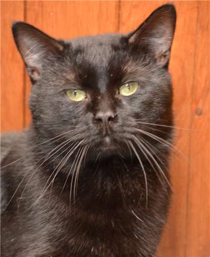 Joy sucht ein neues Zuhause.privat