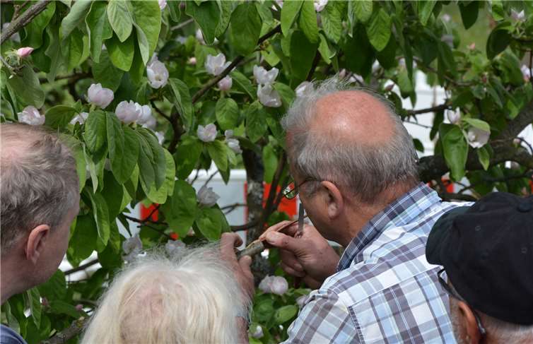 Jürgen Franzen erläutert das Veredeln von Obstbäumen.Foto: privat