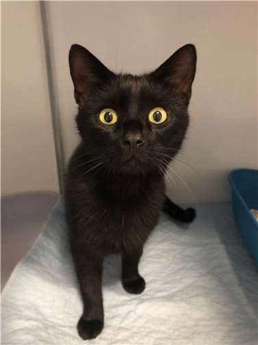 Julio. Quellen: Tierheim Andernach