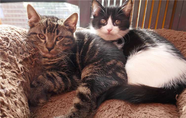 Julius (links) und Carlchen (rechts) sollten zusammen vermittelt werden.