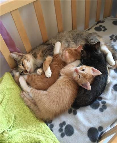 Junge Kätzchen.Foto: privat