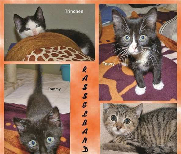 Junge Katzen suchen ein liebevolles Zuhause. Anja Hedden