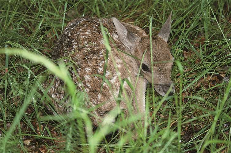 Junge Rehe liegen oft gut versteckt im Unterholz - das ist keinesfalls ungewöhnlich, sondern von den Muttertieren so gewollt. privat