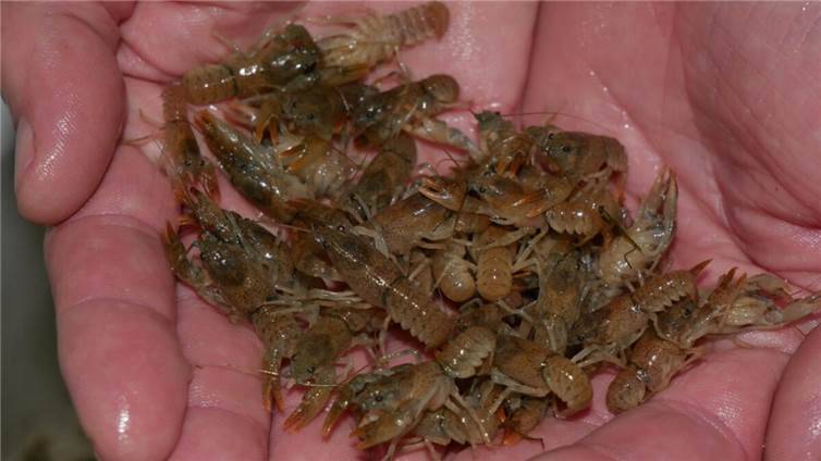 Junge Steinkrebse, die zur Wiederansiedlung in Bächen gezüchtet wurden.  Foto: SGD Nord / Dr. Kai Lehmann