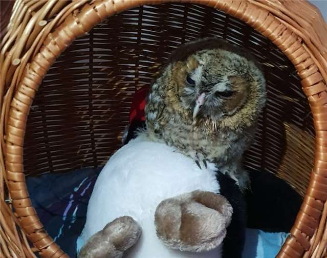 Wildvogel-Pflegestation in Not: Weniger Spenden und steigende Kosten Junges Waldkauzküken.