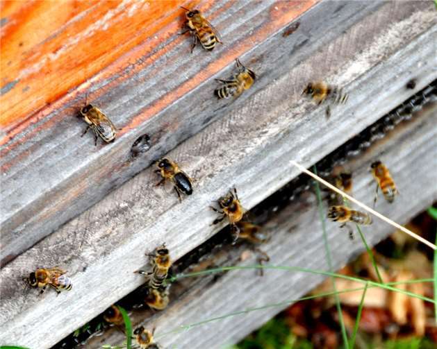 Jungimker Luis Ternes steuert durch die Auswahl desjeweiligen Standortes die Nahrungsaufnahme der Bienen.