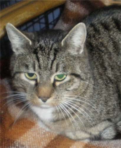 Jungspund Boris kann vermittelt werden. privat