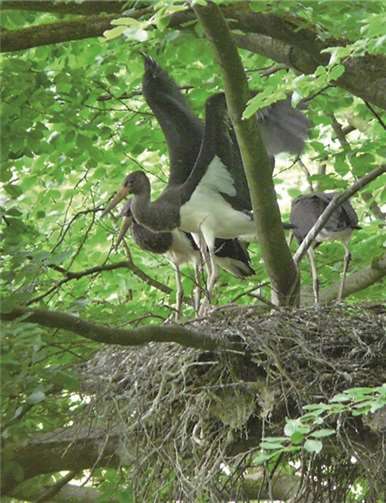 Jungstorch trainiert seine Muskulatur für den Flug nach Afrika.Jürgen Wagner
