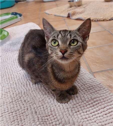 Junimo.  Foto: Tierheim u. Tierschutzverein Kreis Ahrweiler e.V., Claus Krah